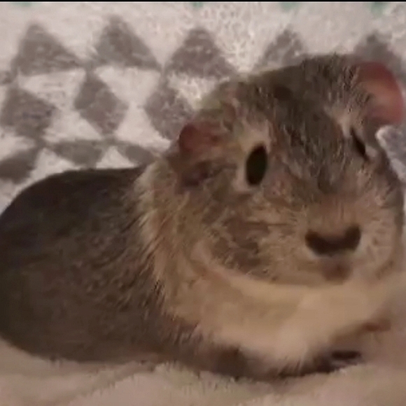 Meet your Posher, Chloe - Picture 8 of 14